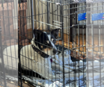 Small #5 German Shepherd Dog-Great Pyrenees Mix
