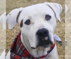 American Staffordshire Terrier-Unknown Mix Dogs for adoption in San Antonio, TX, USA