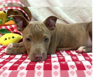 261253  Ruckus - Male American Pit Bull Terrier-Unknown Mix Dog for Adoption - Photo #2