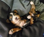 Small #8 Bernedoodle (Miniature)