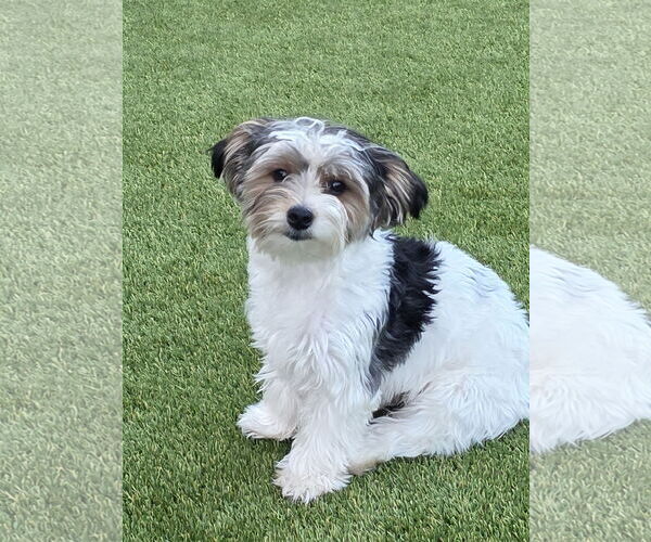 Medium Photo #4 Mutt Puppy For Sale in Spring, TX, USA