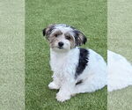 Small #3 Mutt