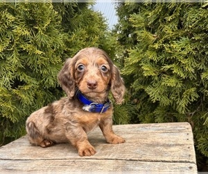 Dachshund Puppy for sale in MIDDLEBURY, IN, USA