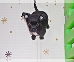 Small Photo #7 Chihuahua Puppy For Sale in CHARLESTON, AR, USA