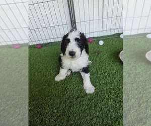 Medium Sheepadoodle