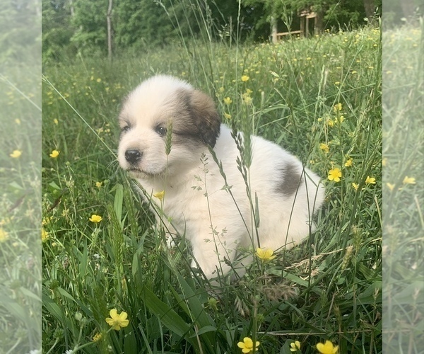 Medium Photo #3 Great Pyrenees Puppy For Sale in WESTMORELAND, TN, USA