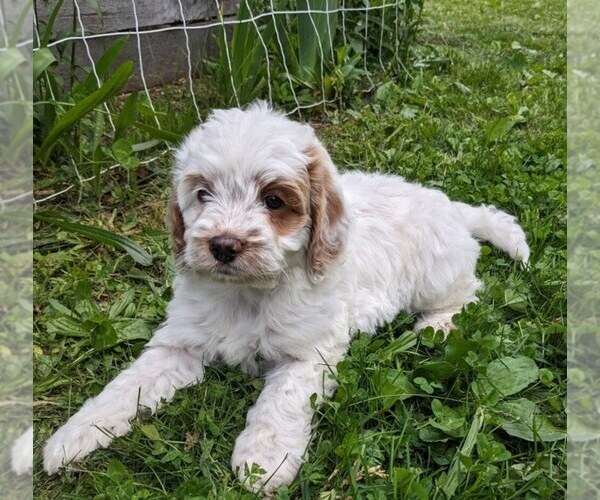 Medium Photo #15 Cockapoo-Poodle (Miniature) Mix Puppy For Sale in SALEM, MO, USA