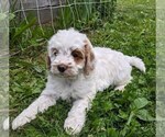 Small Photo #15 Cockapoo-Poodle (Miniature) Mix Puppy For Sale in SALEM, MO, USA