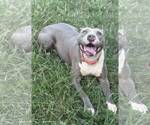Medium American Pit Bull Terrier Mix