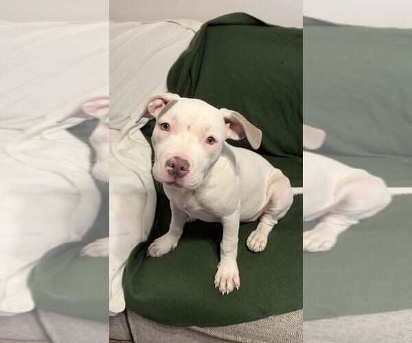 Medium Photo #1 American Bulldog-Unknown Mix Puppy For Sale in Elmsford, NY, USA