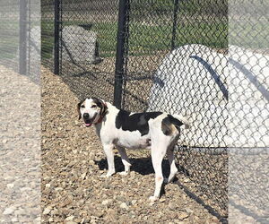 Mutt Dogs for adoption in Oskaloosa, IA, USA