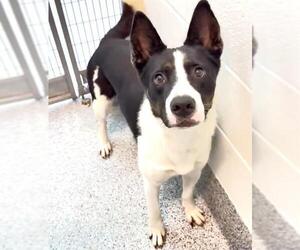 BAXTER - Male Border Collie-Unknown Mix Dog for Adoption - Photo #2