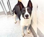 Small Photo #2 Border Collie-Unknown Mix Puppy For Sale in Houston, TX, USA