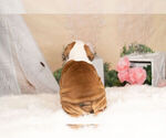Small Photo #6 English Bulldog Puppy For Sale in WARSAW, IN, USA