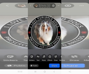 Father of the Shetland Sheepdog puppies born on 01/06/2026