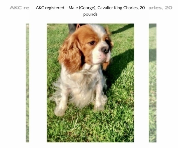 Medium Photo #2 Beaglier Puppy For Sale in GRABILL, IN, USA