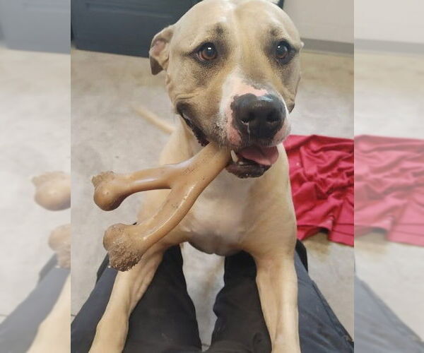 Medium Photo #6 American Pit Bull Terrier-Unknown Mix Puppy For Sale in Westmont, IL, USA