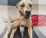 Small #5 American Pit Bull Terrier Mix