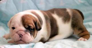 Bulldog Puppy for sale in MOUNT JOY, PA, USA