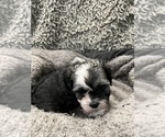 Small Photo #25 Zuchon Puppy For Sale in RENO, NV, USA