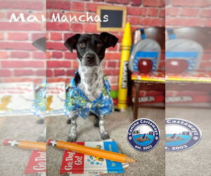 Manchas - Male Rat Terrier-Unknown Mix Dog for Adoption - Photo #3