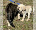 Small Photo #2 Labrador Retriever-Unknown Mix Puppy For Sale in Yardley, PA, USA