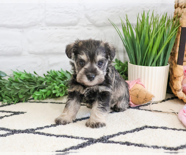 Medium Photo #4 Schnauzer (Miniature) Puppy For Sale in SYRACUSE, IN, USA