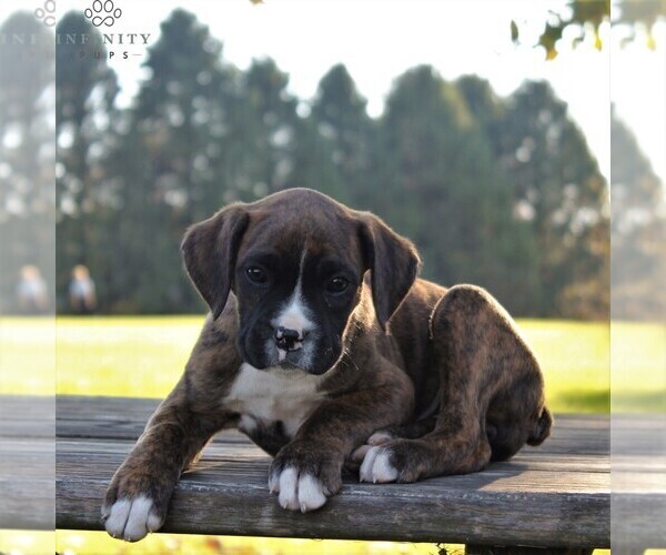 Medium Photo #3 Boxer Puppy For Sale in GORDONVILLE, PA, USA