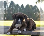 Small Photo #3 Boxer Puppy For Sale in GORDONVILLE, PA, USA