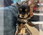 Small Photo #25 Yorkshire Terrier Puppy For Sale in BRIDGETON, NJ, USA