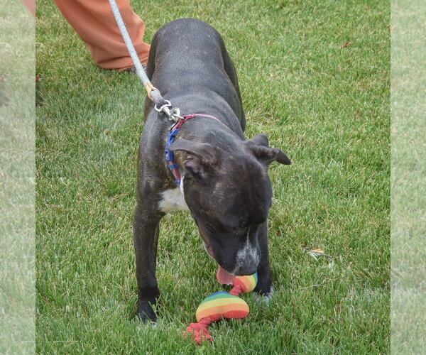 Medium Photo #6 American Staffordshire Terrier-Boxer Mix Puppy For Sale in Huntley, IL, USA