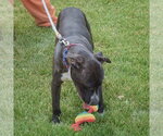 Small #5 American Staffordshire Terrier-Boxer Mix