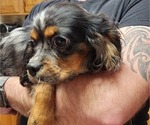 Small Photo #6 Cavalier King Charles Spaniel Puppy For Sale in BOONVILLE, NY, USA
