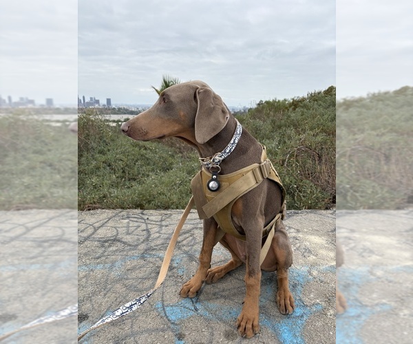 Medium Photo #1 Doberman Pinscher Puppy For Sale in HESPERIA, CA, USA