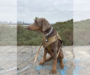 Doberman Pinscher Puppy for sale in HESPERIA, CA, USA