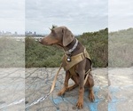 Image preview for Ad Listing. Nickname: Remington