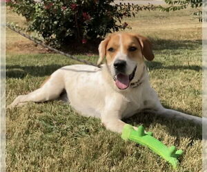 Lab-Pointer Dogs for adoption in Huntsville, AL, USA