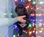 Small #2 Labrador Retriever
