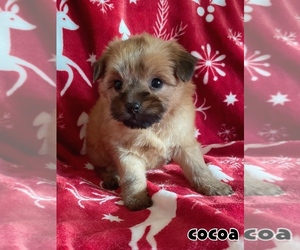 Shorkie Tzu Puppy for sale in OXNARD, CA, USA