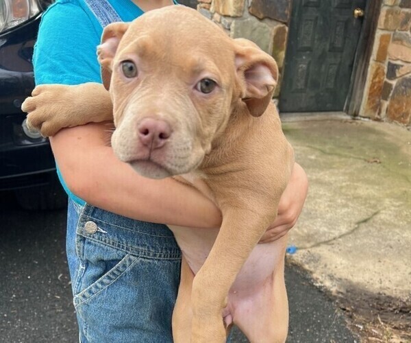 Medium Photo #1 American Bully Puppy For Sale in PHILADELPHIA, PA, USA
