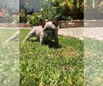 Small Photo #23 French Bulldog Puppy For Sale in WHITTIER, CA, USA