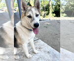 Small #8 Huskies  Mix