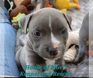 American Pit Bull Terrier Puppy for sale in DELAWARE, OH, USA