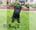 Puppy Boy 2 Green German Shepherd Dog