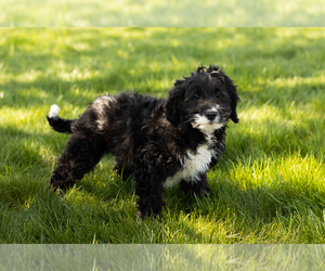 Bernedoodle (Miniature) Puppy for sale in SHIPSHEWANA, IN, USA