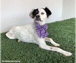 Small #1 Australian Shepherd Mix