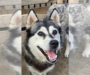 - Mix Dogs for adoption in Riverside, CA, USA