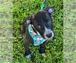 Small American Pit Bull Terrier-American Staffordshire Terrier Mix
