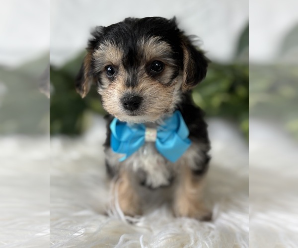 Medium Photo #12 Morkie Puppy For Sale in ROCK STREAM, NY, USA