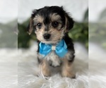Small #11 Morkie